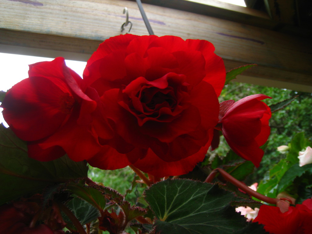 B. ‘Crimson Cascade’